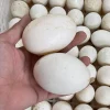 Trứng vịt 2 lòng