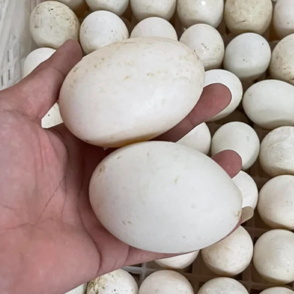 Trứng vịt 2 lòng
